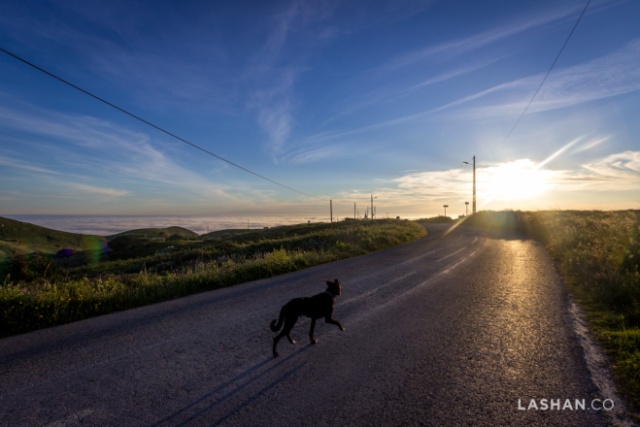 One of the two dogs following me to Cabo da Roca.
